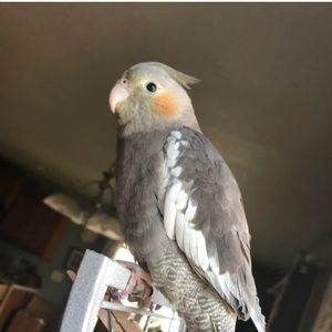 Meet your Posher, Ericka